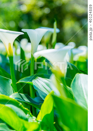 台北 台北市 タイペイ 40124889