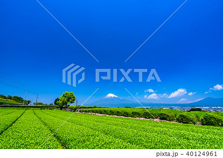 《静岡県》富士山と茶畑 《静岡県》富士山と茶畑 40124961