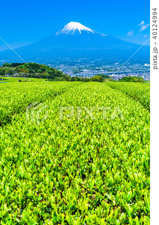 《静岡県》富士山と茶畑 《静岡県》富士山と茶畑 40124994