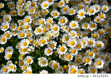 春の花（小菊） 40125034