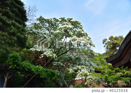 深大寺のナンジャモンジャの木 40125038