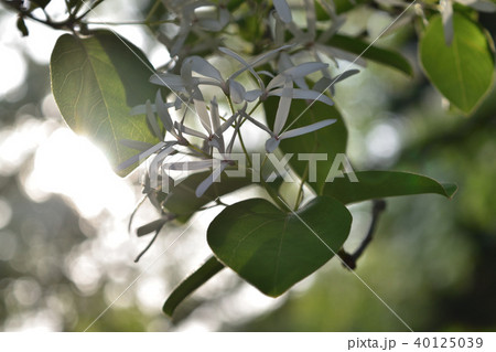 ナンジャモンジャの木の花 40125039