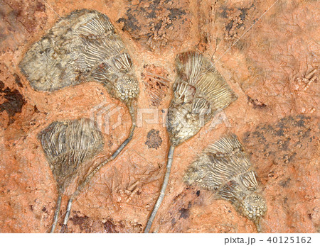 Petrified fossil crinoids 40125162