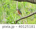 カワセミ 40125181