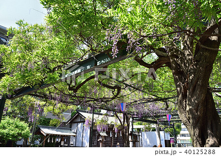 國領神社の藤棚 40125288