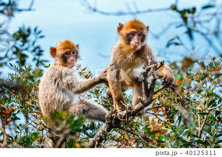 Portrait of a young macaque Portrait of a young macaque 40125311