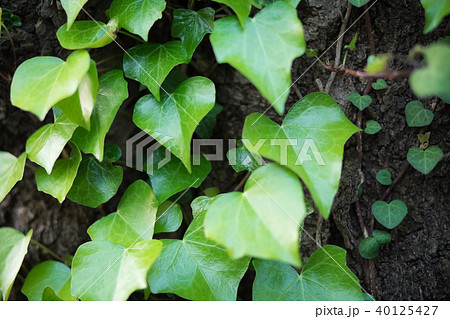 ツタの葉の写真素材