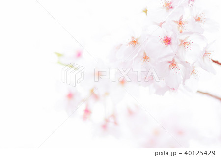 桜の花 2 桜の花 2 40125429