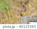 かわせみ 40125565