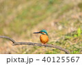 カワセミ 40125567