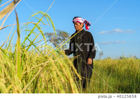 Asian farmer working in the rice field 40125658