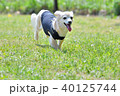愛犬元気 40125744