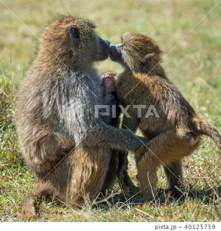 Baboon in National park of Kenya Baboon in National park of Kenya 40125759