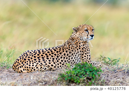 Wild african cheetah 40125776