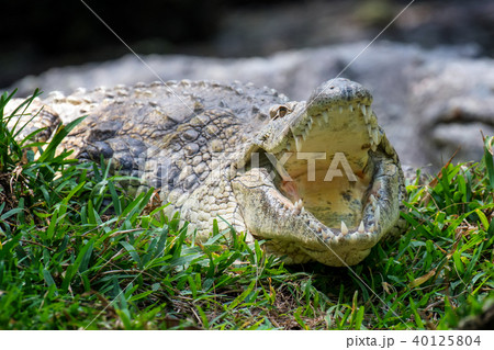 Crocodile in National park of Kenya, Africa Crocodile in National park of Kenya, Africa 40125804