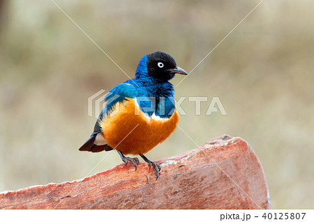 Colourful bird Superb Colourful bird Superb 40125807