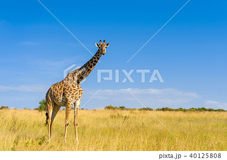 Giraffe in National park of Kenya 40125808