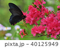 花と蝶 40125949