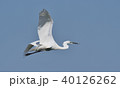 サギの飛翔 40126262
