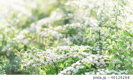 満開の雪柳 40126268