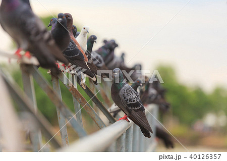 Flock of Black Pigeon in a row 40126357