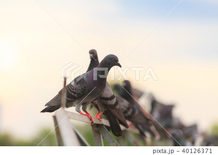 Flock of Black Pigeon in a row 40126371