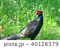 雉 40126379