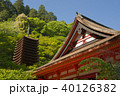 新緑の談山神社 40126382