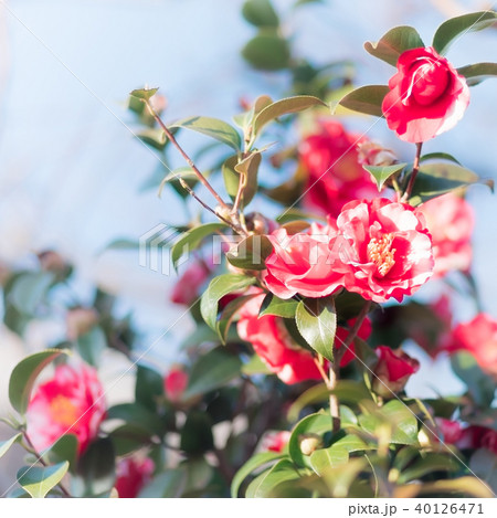 八重咲きの赤い椿の写真素材