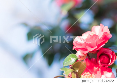 八重咲きの赤い椿 2の写真素材