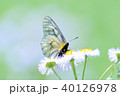 ウスバシロチョウ 40126978