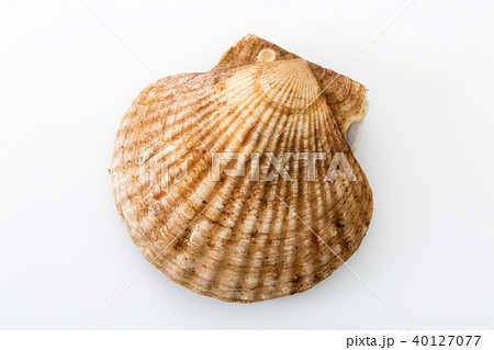 帆立 帆立 40127077