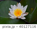 睡蓮 40127116