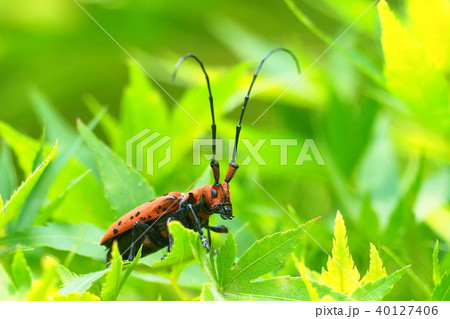 ホシベニカミキリ 40127406