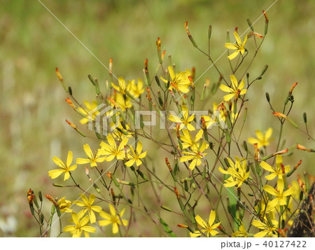 ニガナの花 40127422