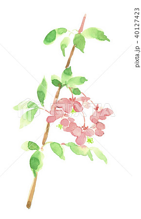 しだれ桃 しだれ桃 40127423