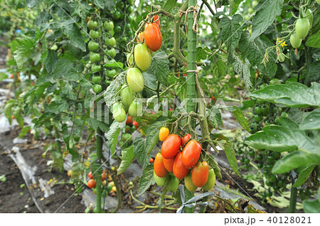 ミニトマト アイコ栽培の写真素材
