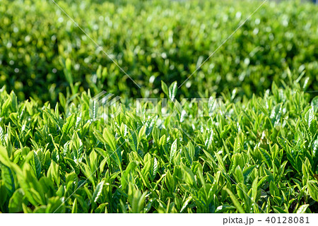 お茶　茶畑　茶園　新葉　一面 40128081