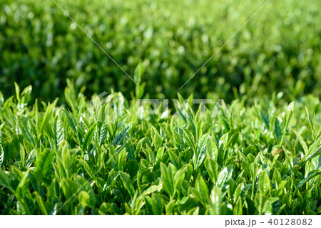 お茶　茶畑　茶園　新葉　一面 40128082