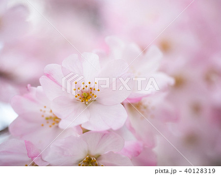 サクラの花 サクラの花 40128319