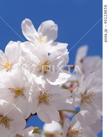 サクラの花 サクラの花 40128656