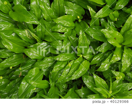 Wild garlic leaves in the woods  40129366