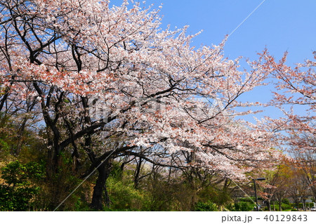 山田富士公園の桜 40129843