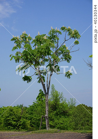 花が満開となったトチノキ 40130344