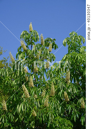 トチノキの花 トチノキの花 40130347