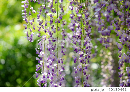 春日大社の藤の花15 春日大社の藤の花15 40130441
