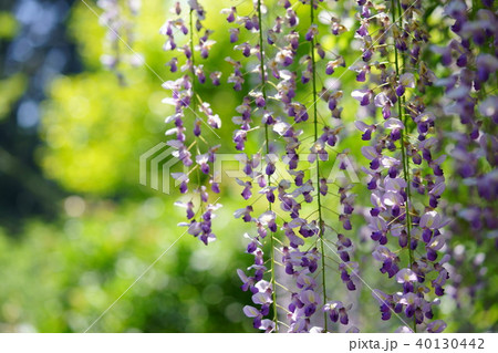 春日大社の藤の花16 春日大社の藤の花16 40130442