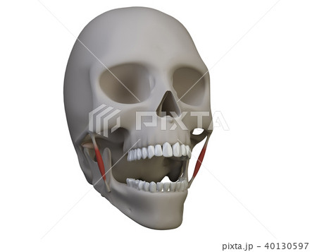 isolated teeth 40130597