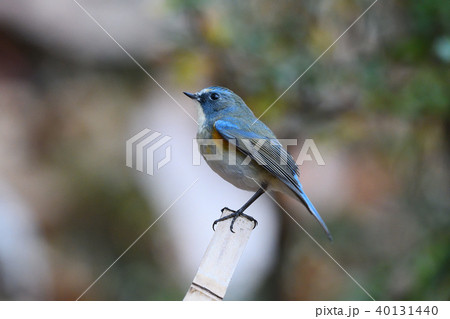 薬師池公園の野鳥 薬師池公園の野鳥 40131440