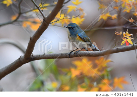 薬師池公園の野鳥 40131441